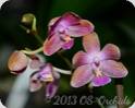 Phal. lindenii x mariae